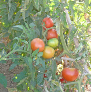 Tomates ecológicos