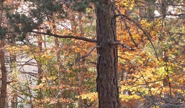 Psicología de los colores del bosque en otoño