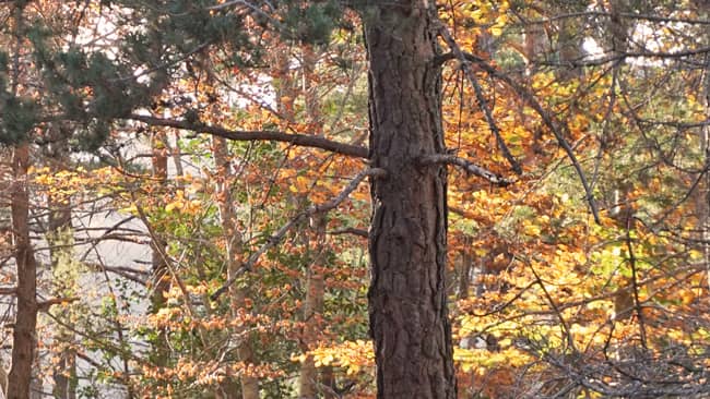 Psicología de los colores del bosque en otoño