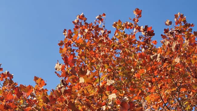 Psicología color en otoño