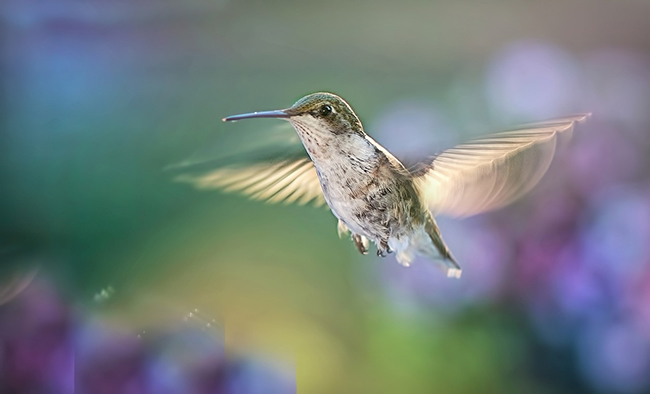 la fábula del colibrí