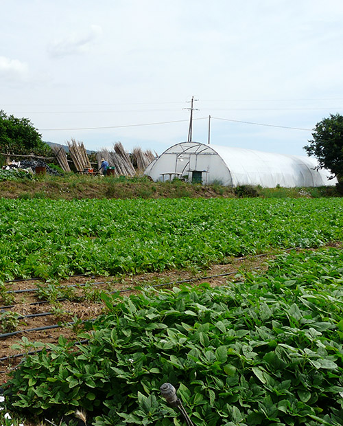 Campo ecológico