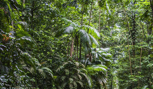 Ecoterapias